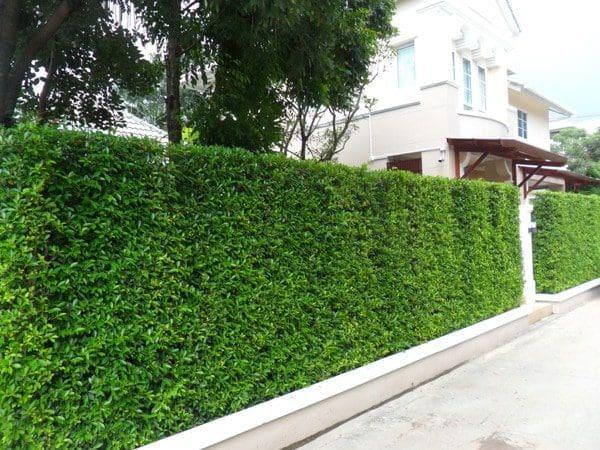 Fence & Hedge Trimming